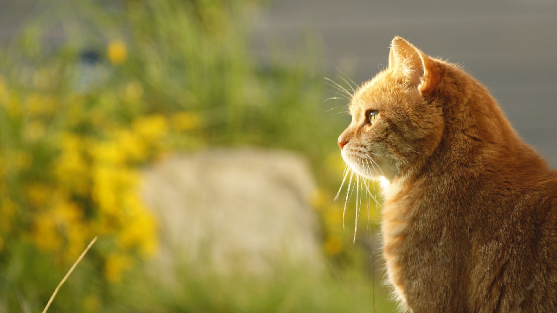 Vet Near Me Lincolnton, GA Lincolnton Animal Hospital