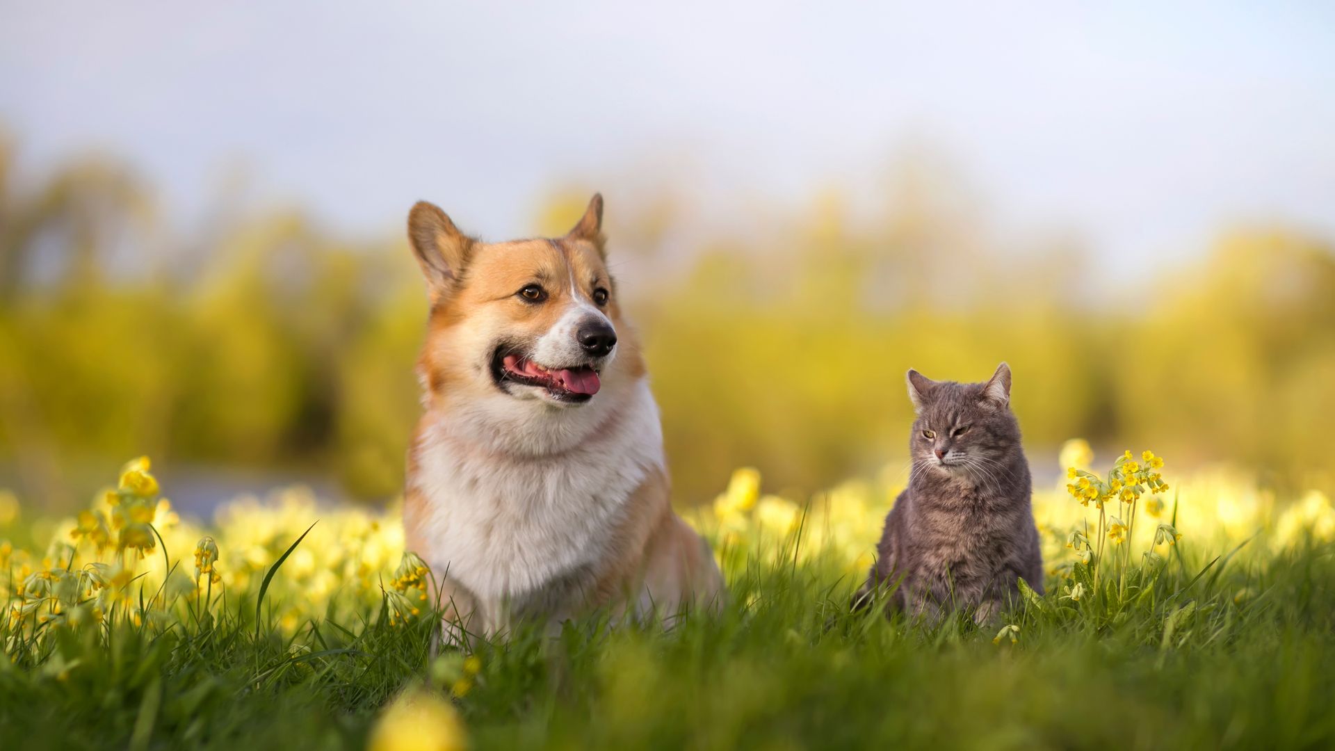 cat and dog sitting in grass