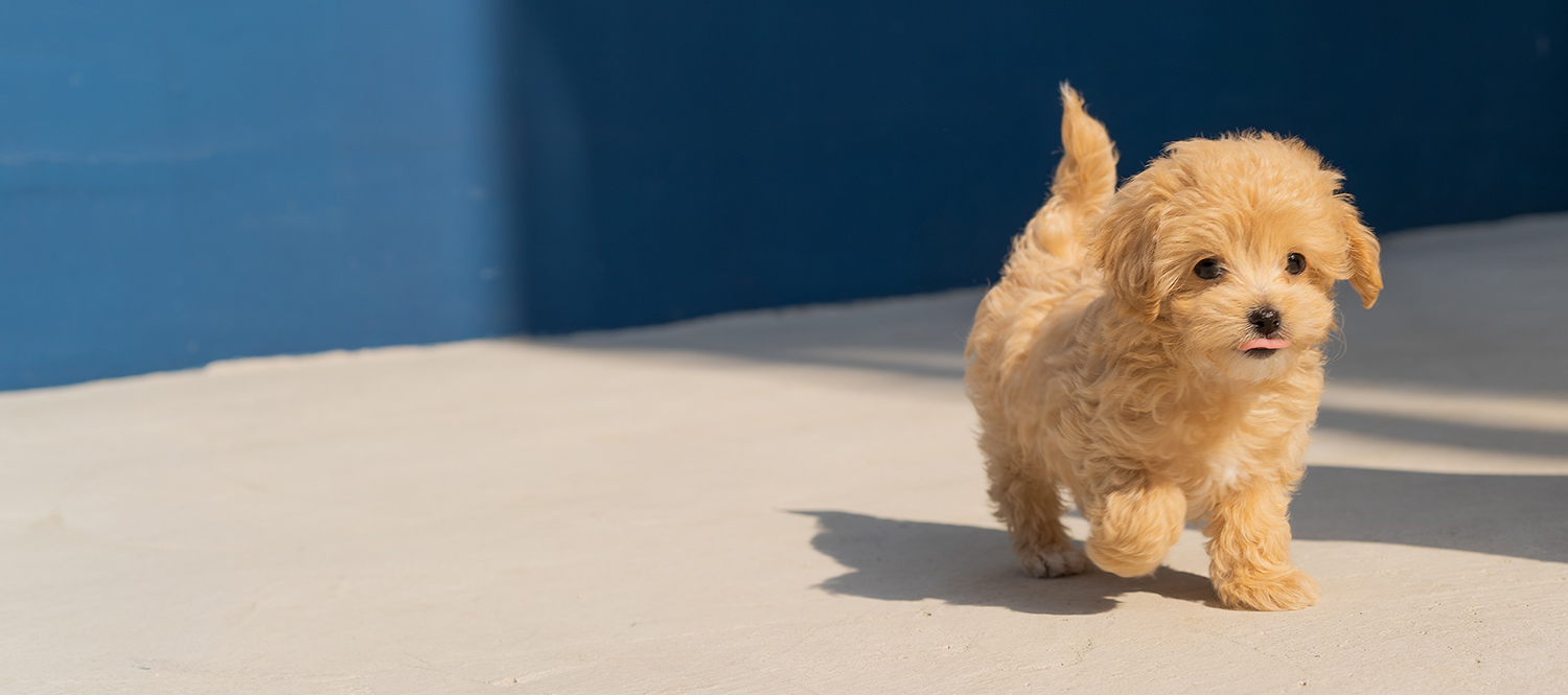 Best Vet Hospital In Lincolnton, GA Lincolnton Animal