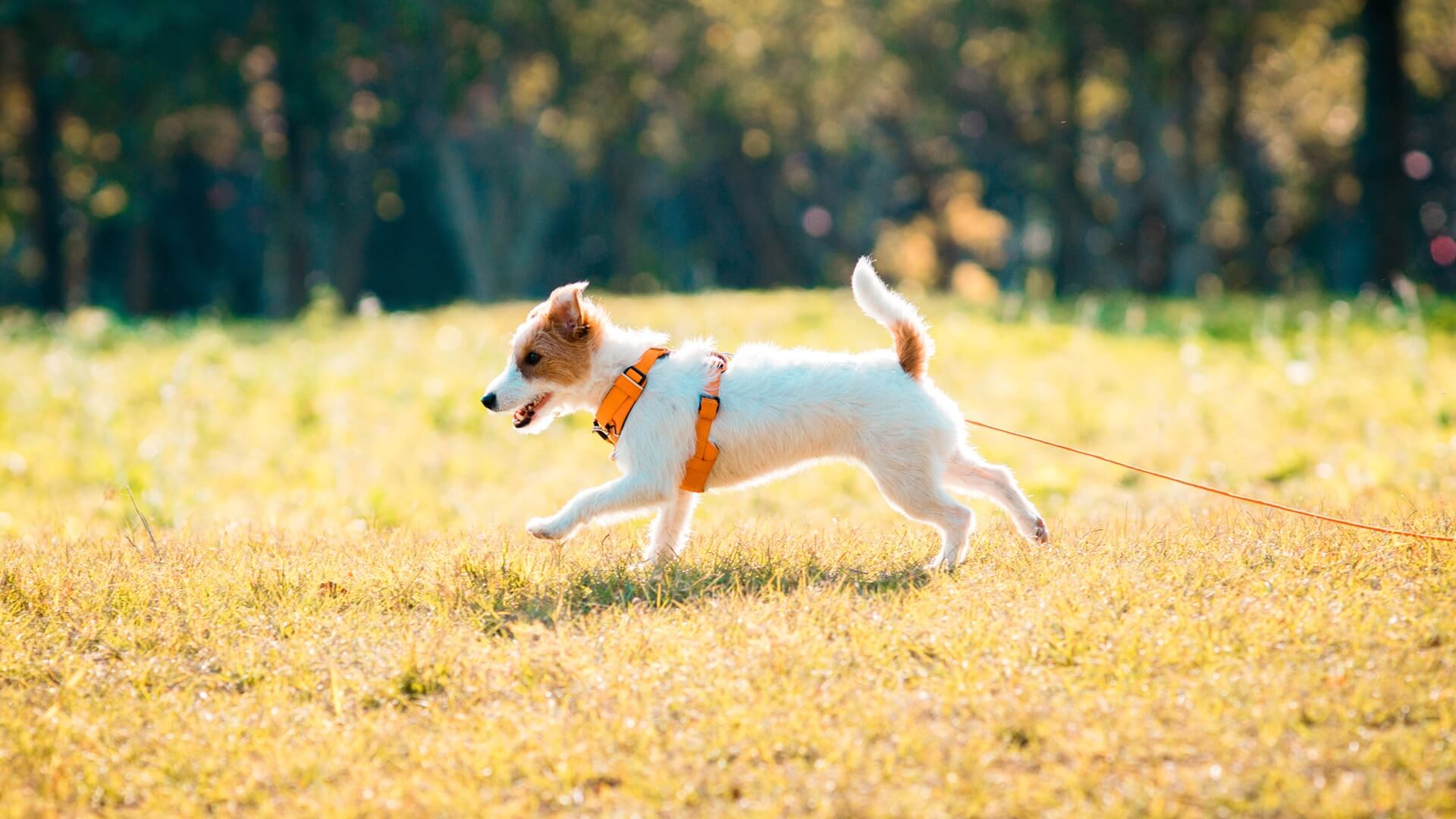 dog running through field