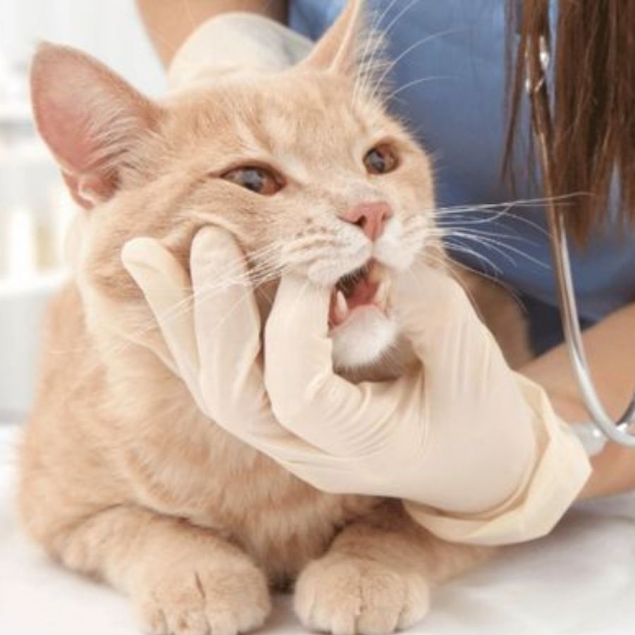 Pet-Dental-Care