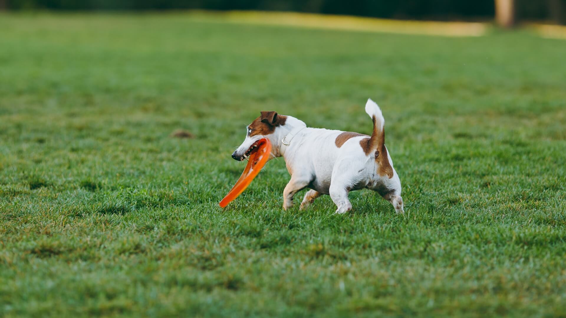 Lincolnton Animal Hospital Gallery Vet In Lincolnton, GA